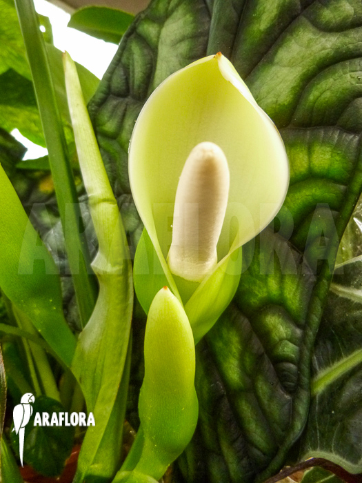 Flower Philodendron hastatum ‘Silver Sword flower