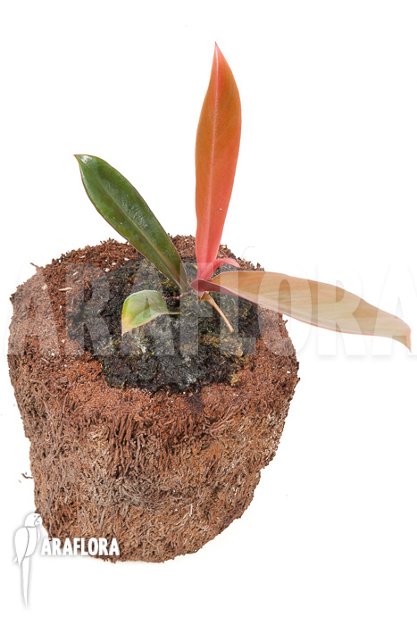 Philodendron linnaei