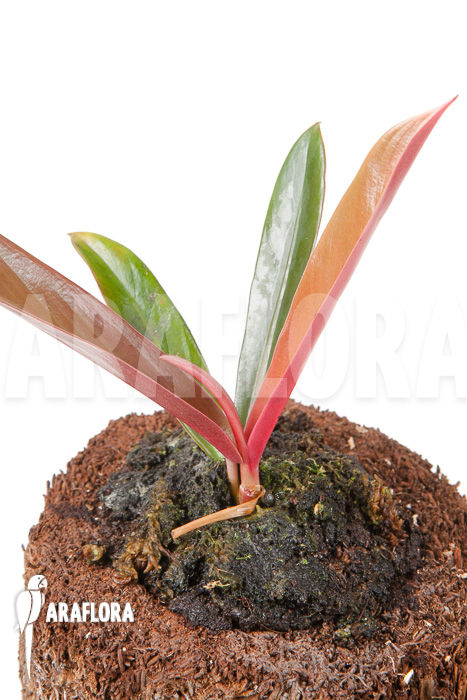 Philodendron linnaei