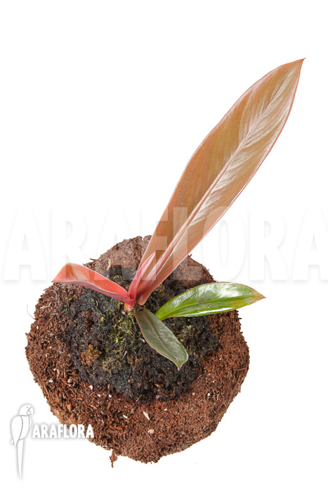 Philodendron linnaei