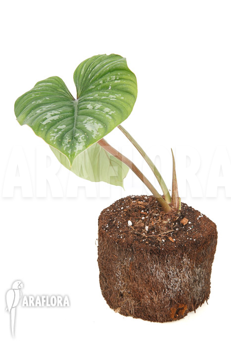 Philodendron mamei