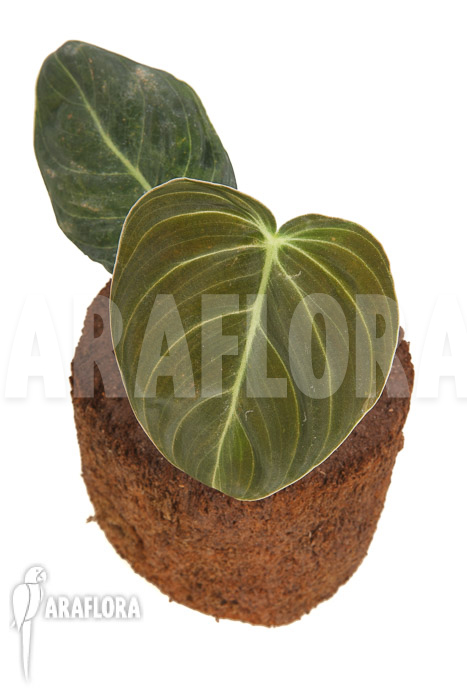 Philodendron melanochrysum Starter