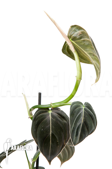 Philodendron micans ‘L’