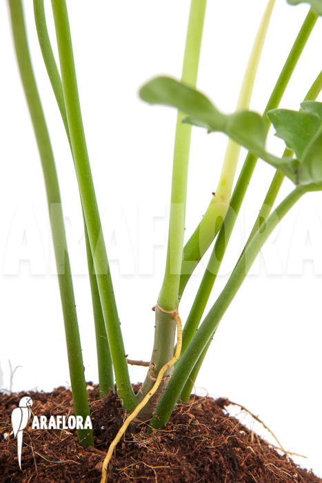 Philodendron pedatum ‘glad hands’