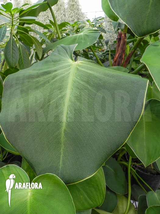 Philodendron rugosum