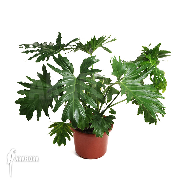 Philodendron selloum