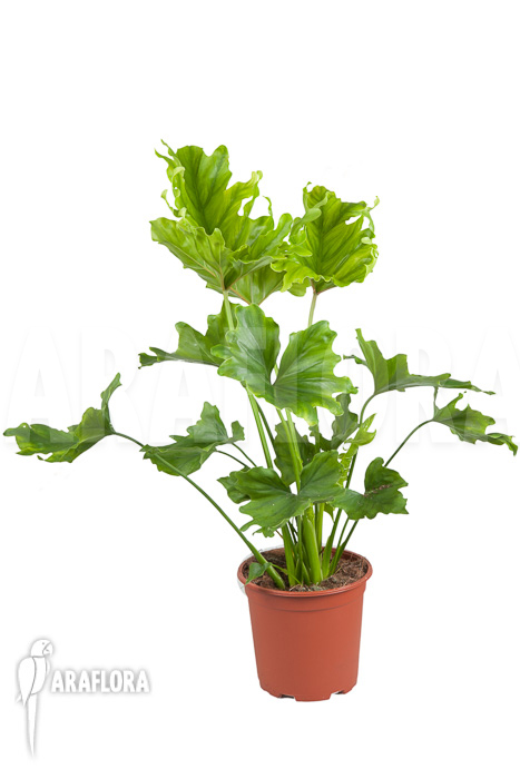 Philodendron selloum ‘Hope’