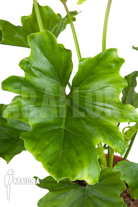 Philodendron selloum ‘Hope’