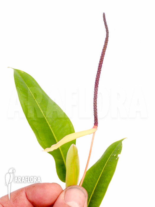 Philodendron species Murback II flower