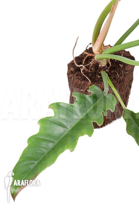 Philodendron species Narrow ‘Starter’