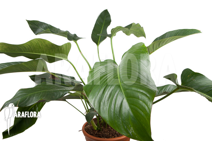 Philodendron species tilaran