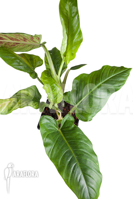 Philodendron subhastatum
