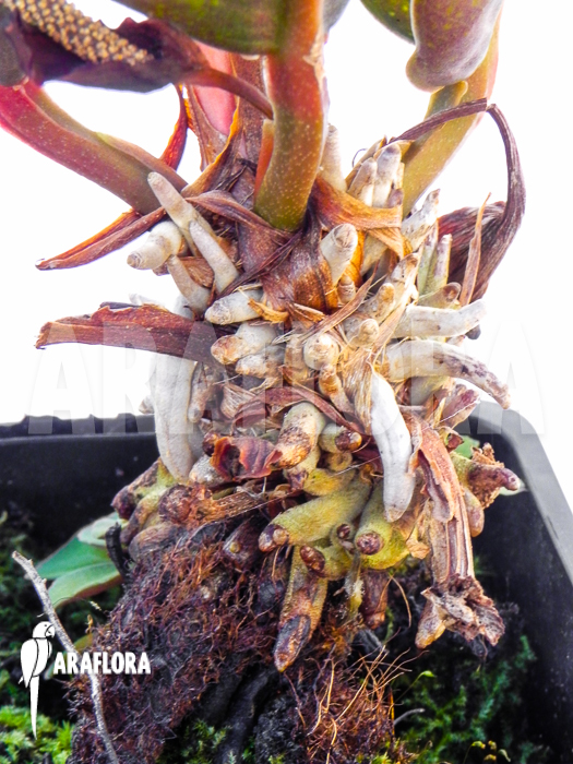 Philodendron superbum detail