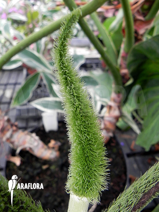 Philodendron verrucosum