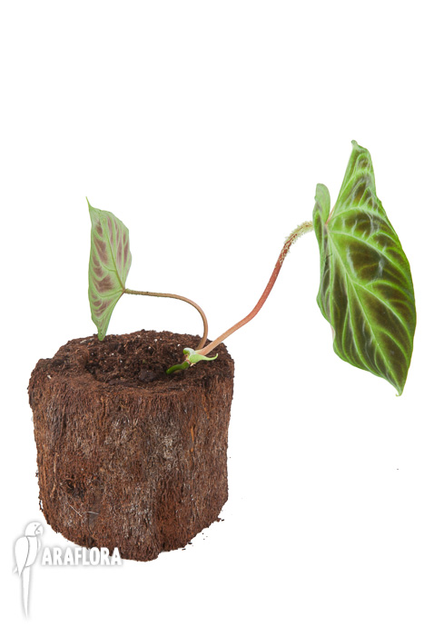 Philodendron verrucosum