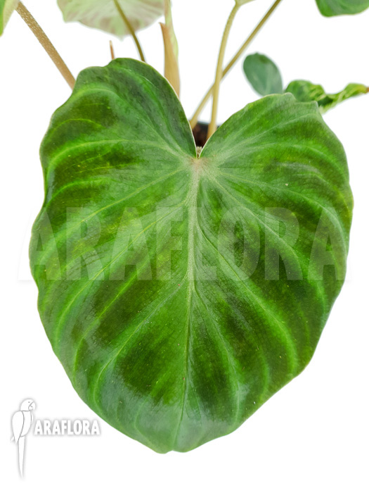 Philodendron verrucosum