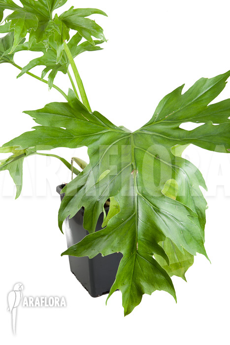 Philodendron warszewiczii