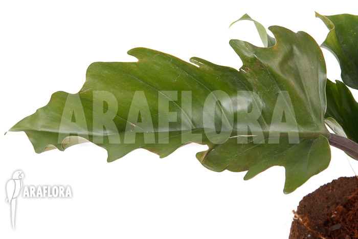 Philodendron x ‘Pluto Red’