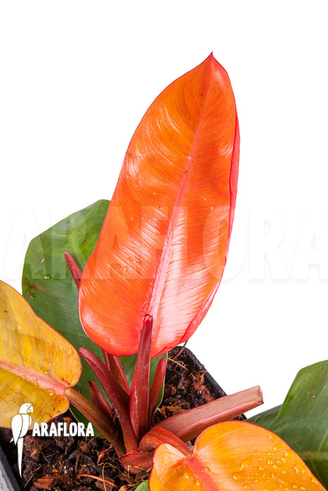 Philodendron x ‘Prince of Orange’