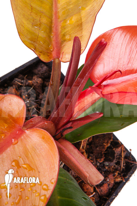 Philodendron x ‘Prince of Orange’