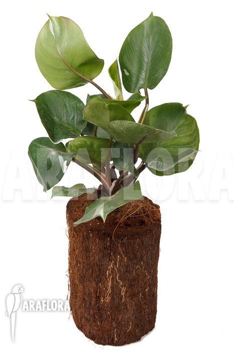 Philodendron x ‘White Knight’