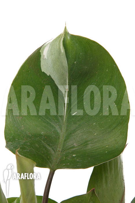 Philodendron x ‘White Knight’ ‘M’