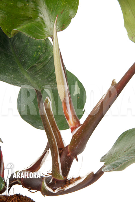 Philodendron x ‘White Knight’ ‘M’