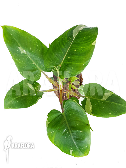 Philodendron x ‘White Princess’