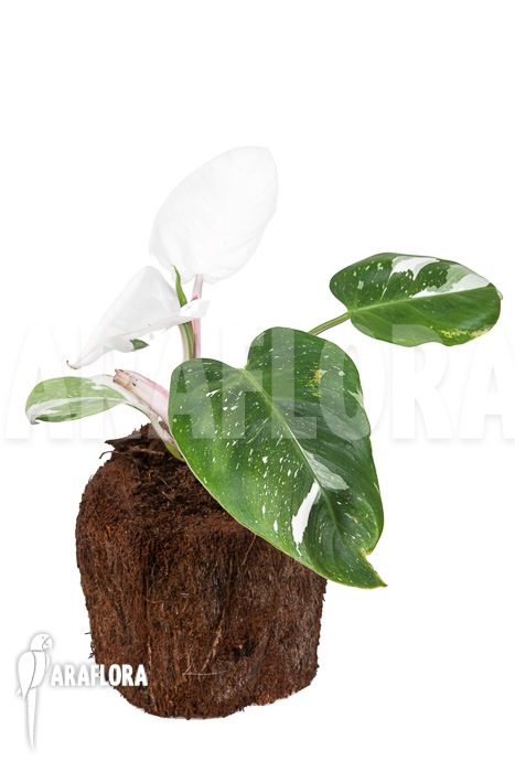 Philodendron x ‘White Princess’ ‘A’ ‘Starter’
