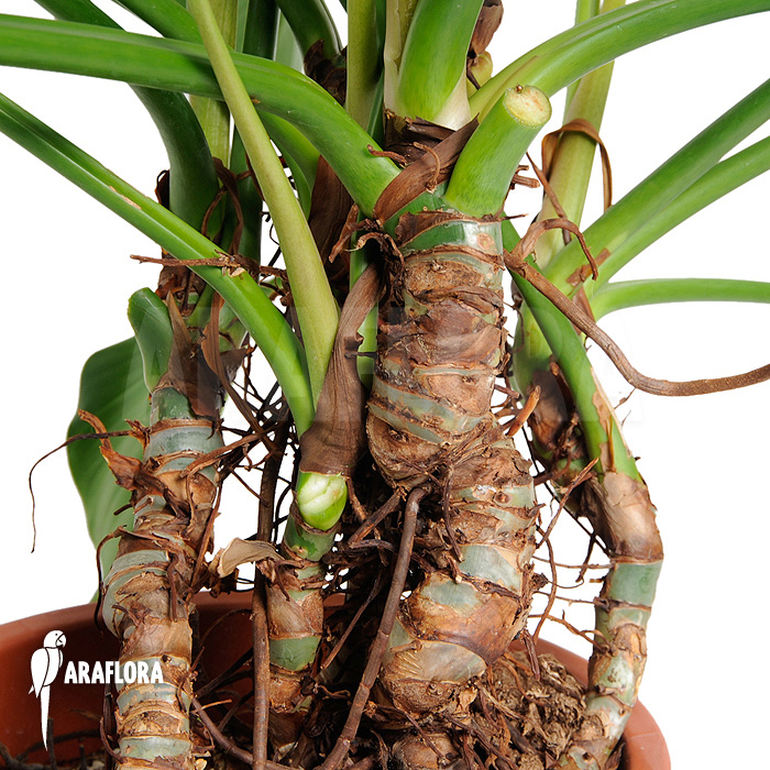 Philodendron x ‘Green beauty’