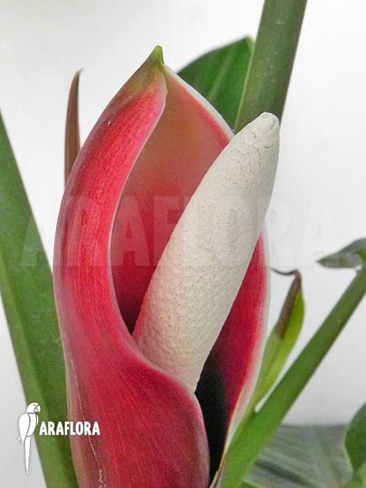 Philodendron x ‘Jungle Green’ detail