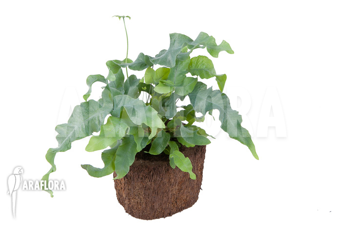 Phlebodium aureum ‘Big’