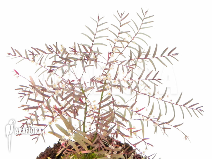 Phyllanthus species 1