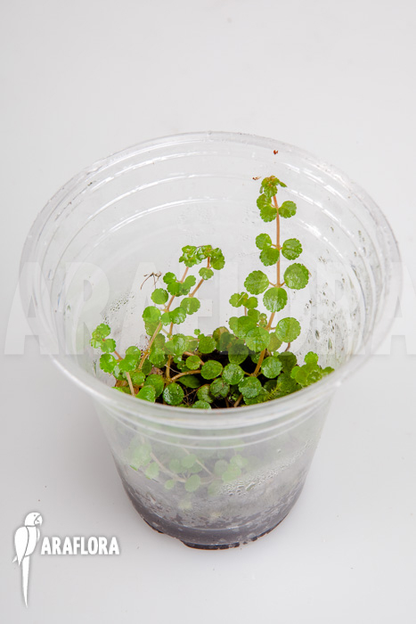 Pilea depressa &lsquo;Starter&rsquo;