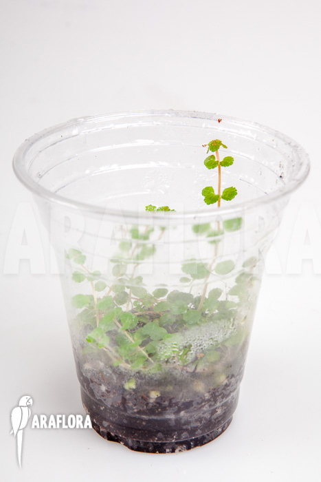 Pilea depressa &lsquo;Starter&rsquo;