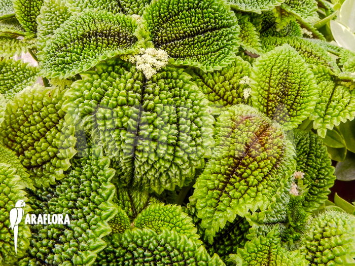 Pilea involucrata