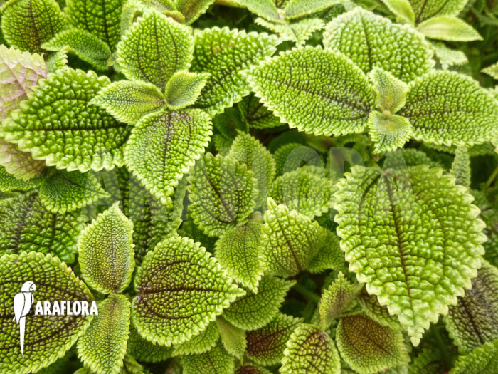 Pilea involucrata