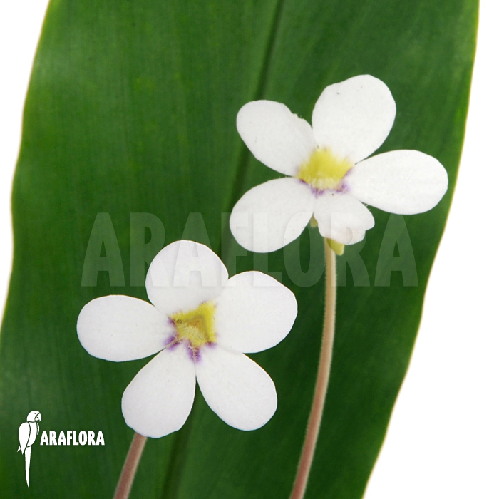 Pinguicula agnata flower