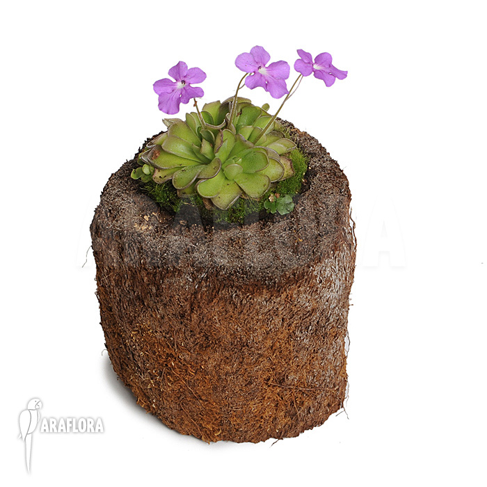 Pinguicula cyclosecta