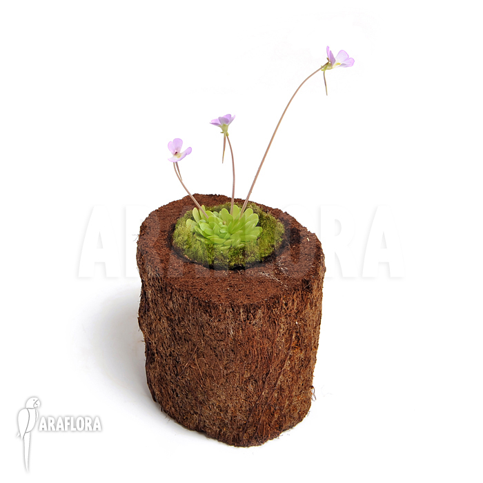 Pinguicula esseriana