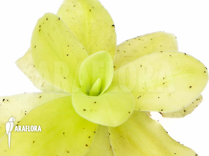 Pinguicula gigantea