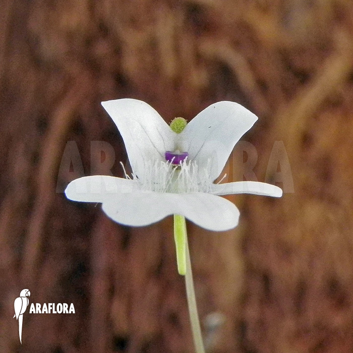 Pinguicula gracilis