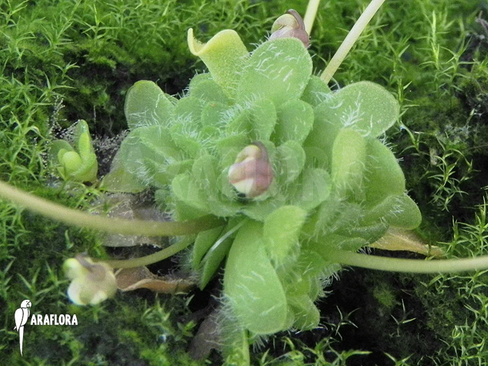 Pinguicula gracilis