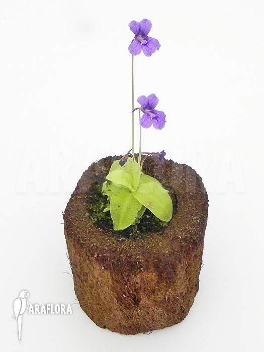 Pinguicula grandiflora