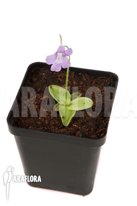Pinguicula grandiflora