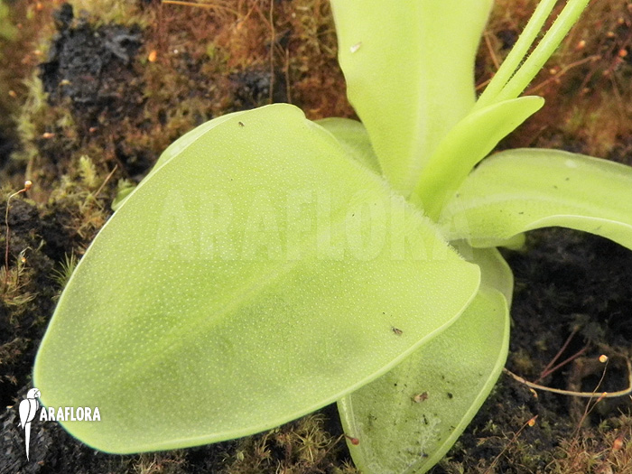 Pinguicula grandiflora leaf