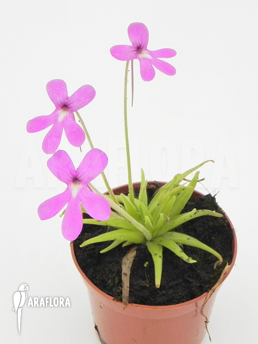 Pinguicula moctezumae