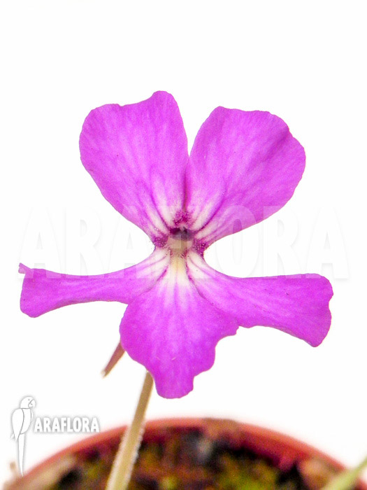Pinguicula moctezumae x agnata