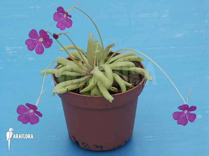 Pinguicula moctezumae x emerginata
