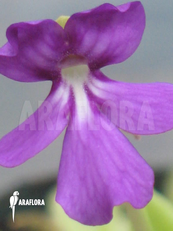 Pinguicula moranensis